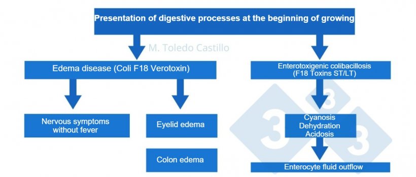 Diagram 1. Pathogenesis of colibacillary&nbsp;processes in pigs arriving at finishing.
